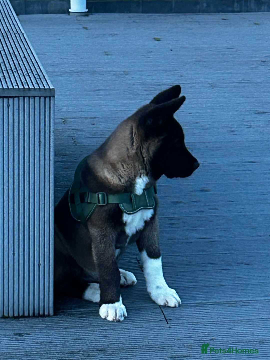 Akita dogs for sale: American Akita puppy looking for new home - Advert 18