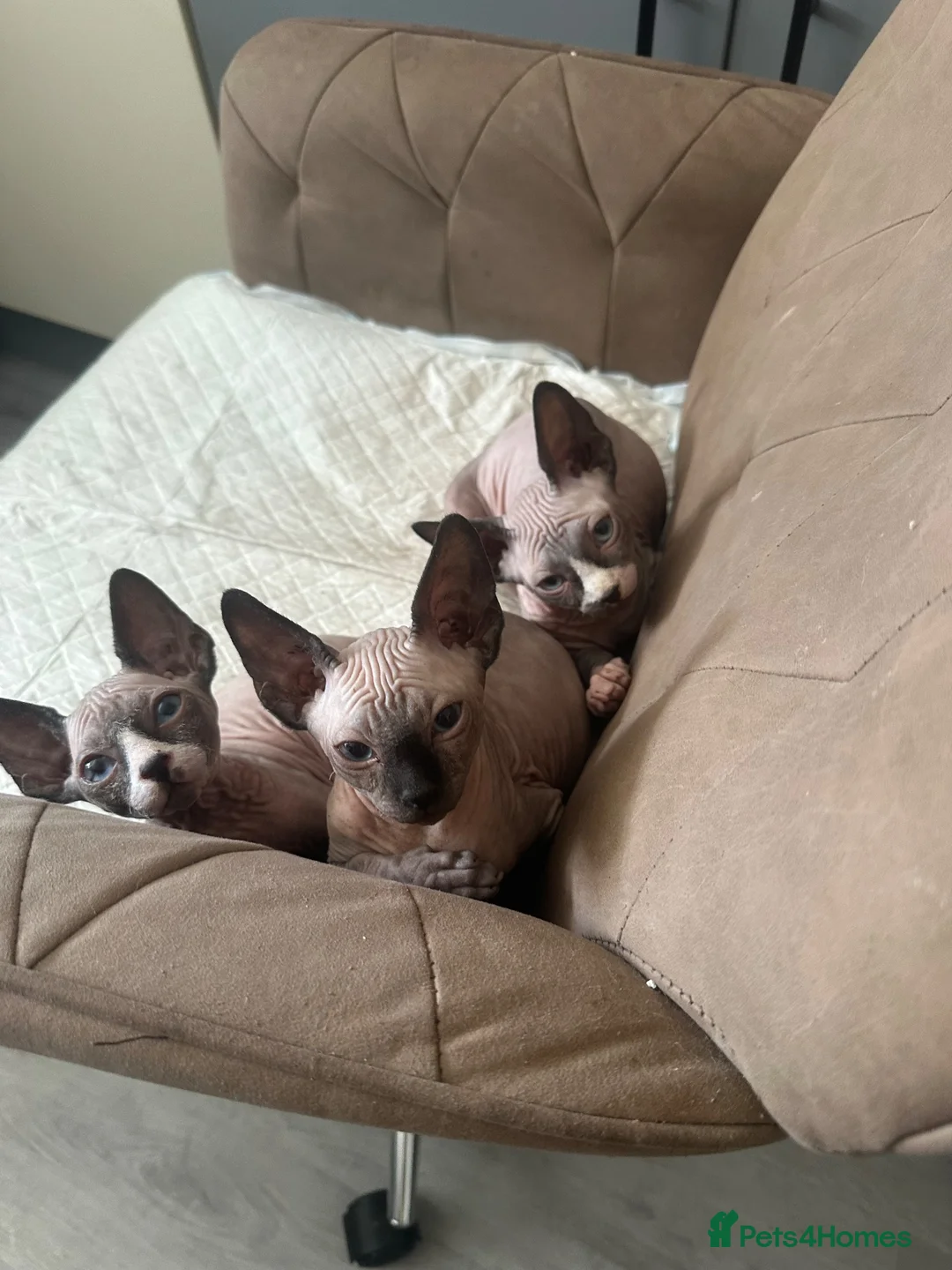 Sphynx cats for sale: Sphinx 2boys kitchens - Advert 14