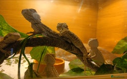 Bearded Dragon reptiles for sale: Stunning baby bearded dragons  - Image 1