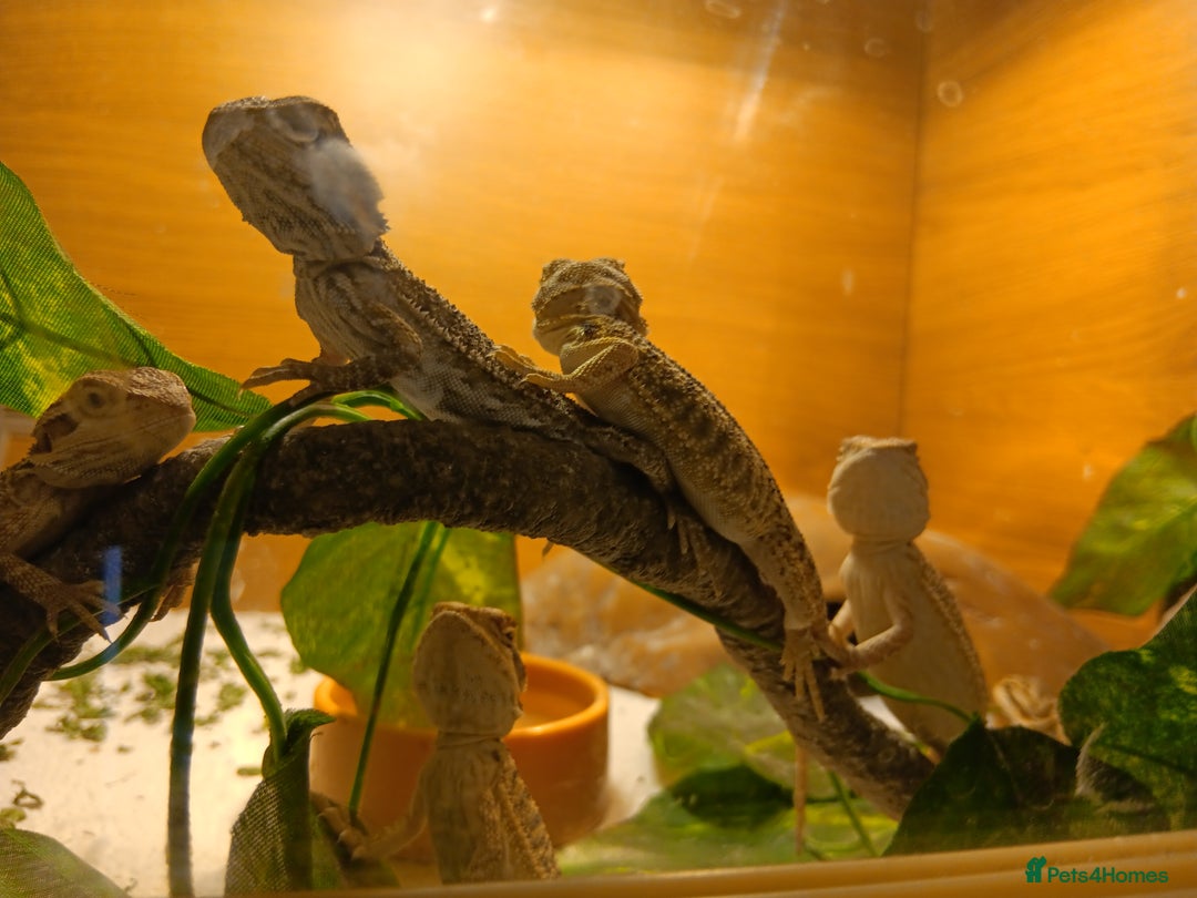 Bearded Dragon reptiles for sale: Stunning baby bearded dragons  - Image 1