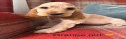 Cocker Spaniel dogs for sale: KC registered, health tested, show type puppies  - Advert 7