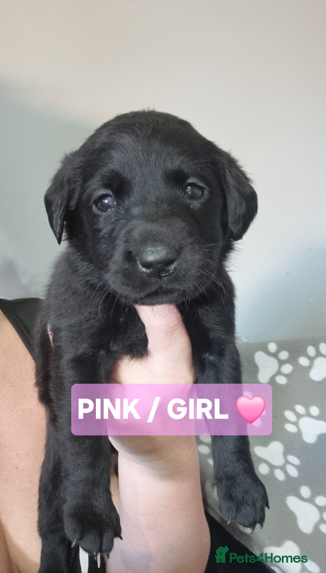 Labrador Retriever dogs for sale: ⭐️ Lush Lab Pups - READY 15/10/25 ⭐️ - Image 3