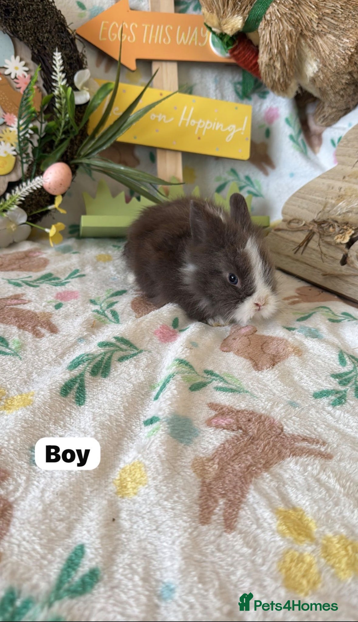 Lionhead rabbits ✨ Lionhead babies for sale ✨  - Advert 9