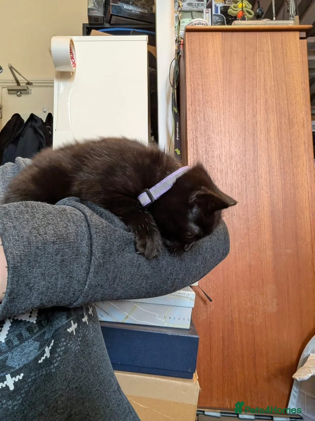 Bombay cats for sale: 🐾 Loving Homes Wanted for 4 Roxy’s Kittens 🐾 - Advert 28