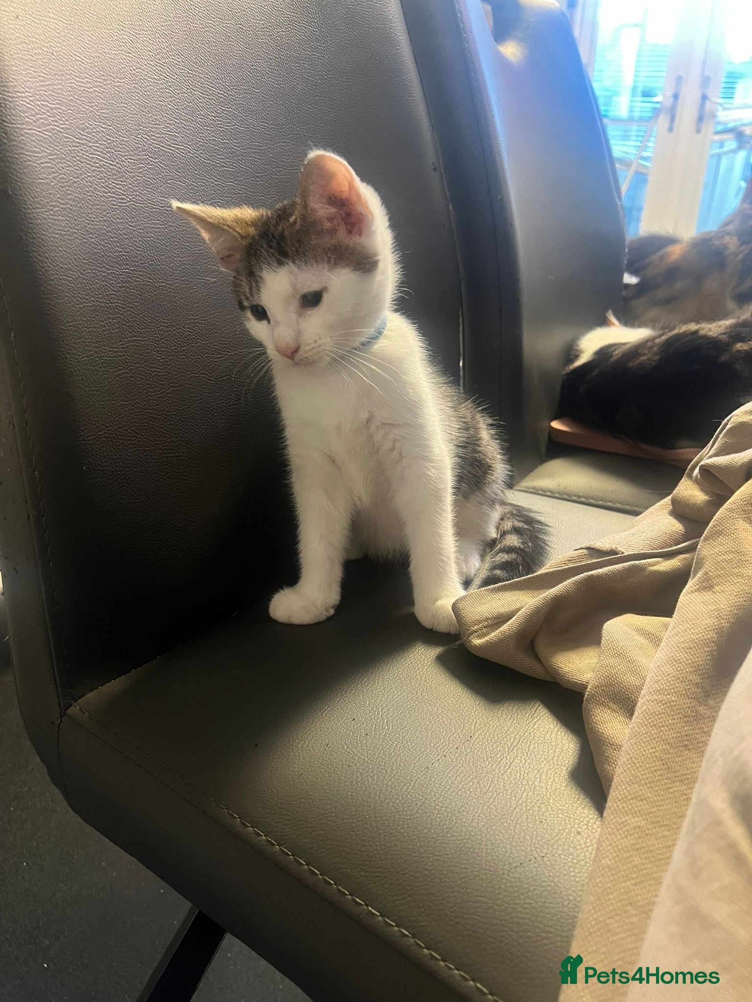 Mixed Breed cats Adorable Tabby x British Ready Insured 3 left - Advert 2