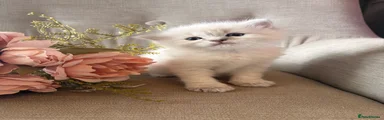 Ragdoll 3 Girl