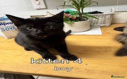 Mixed Breed cats for sale: Ragdoll cross maincoon  - Image 5