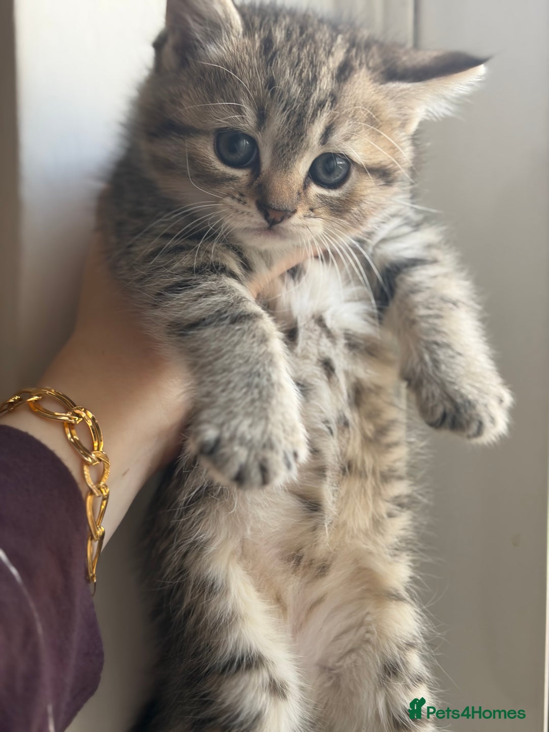 British Shorthair cats for sale: British short hair/persian mother - Advert 34