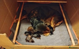 Cocker Spaniel dogs for sale: Beautiful Cocker Spaniels  - Image 13