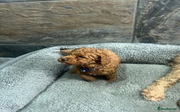 Toy Poodle dogs for sale: Elegant Royal KC Registered Red Toy Poodles - Image 5