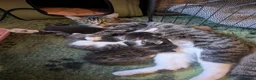 Mixed Breed cats for sale: BEAUTIFUUL KITTENS FOR SALE in Ellon - Advert 1