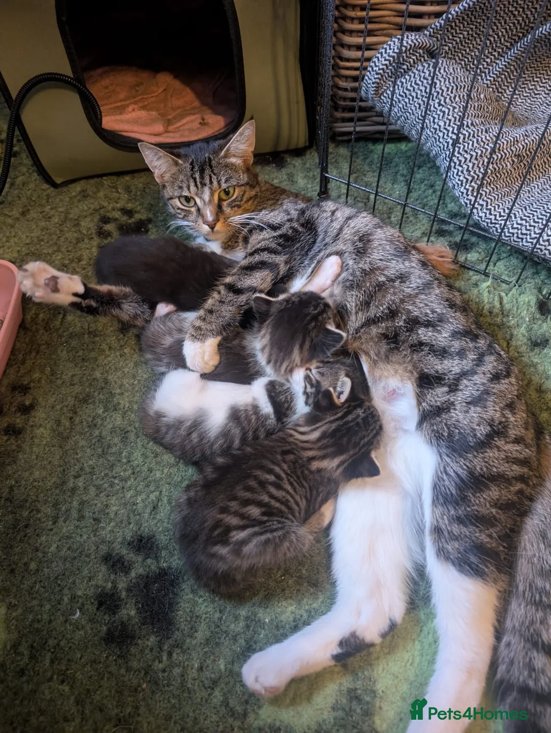 Mixed Breed cats for sale: BEAUTIFUUL KITTENS FOR SALE in Ellon - Advert 1