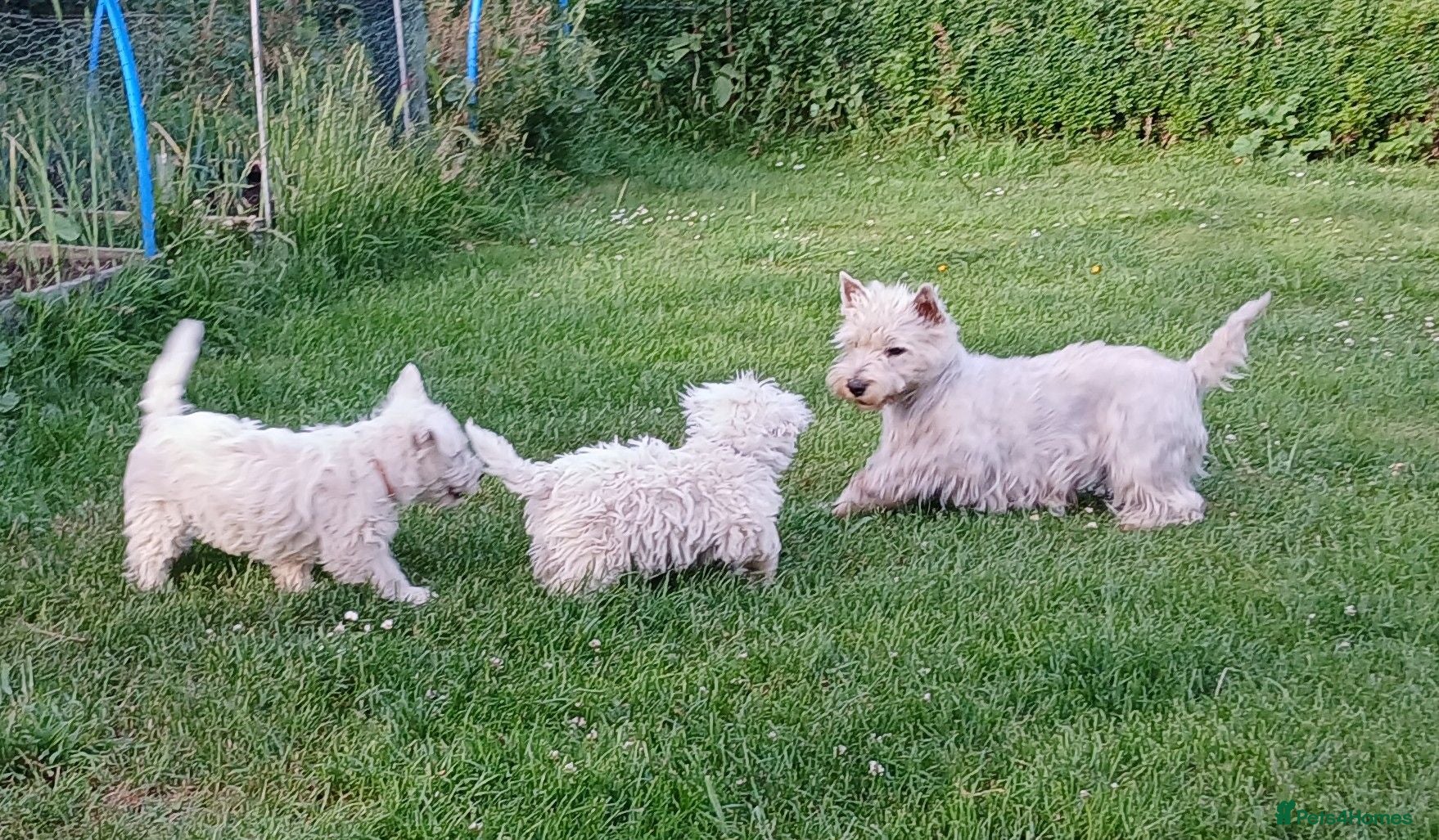 West Highland Terrier dogs Westie boy pup - Advert 15