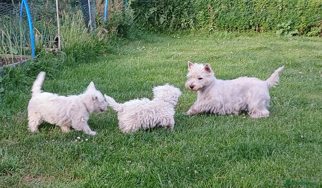 West Highland Terrier dogs for sale: Westie boy pup - Advert 1