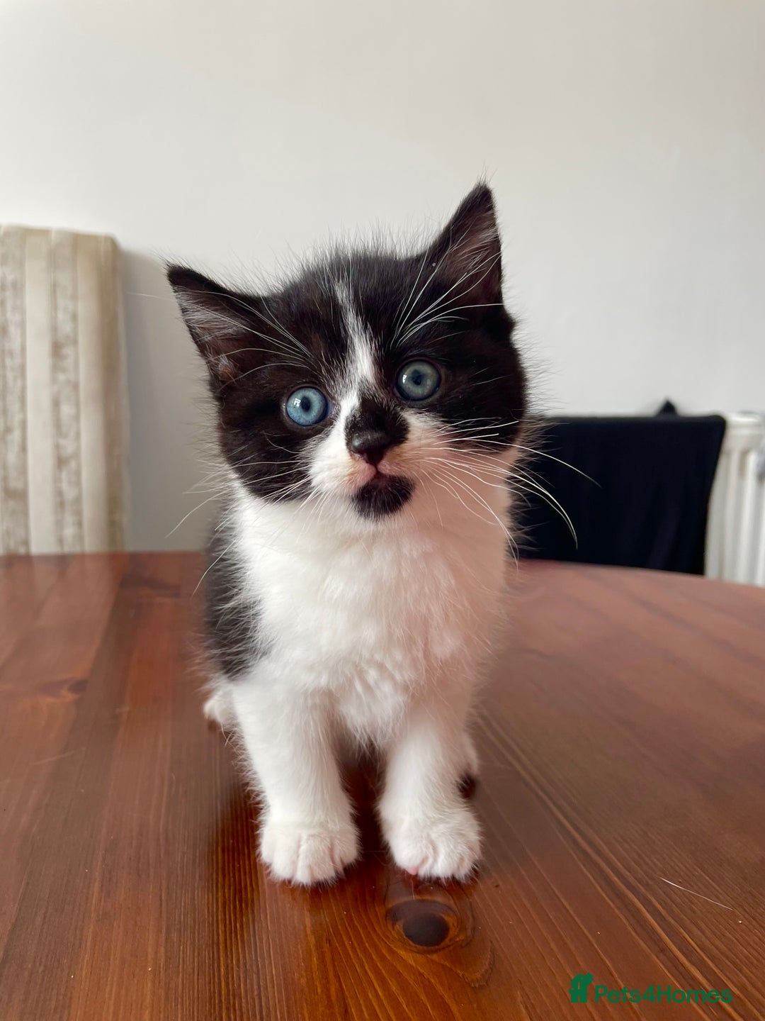 Mixed Breed cats for sale: 2 Adorable Kittens For Sale  - Image 2