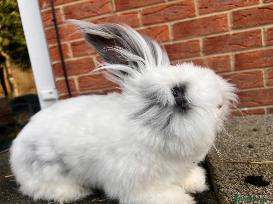 Angora rabbits for sale: Rabbits for adoption - Urgent - Image 24