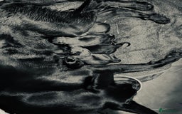 Belgian Shepherd Dog dogs for sale: Malinois Pups. Intentionally Bred as family dogs - Advert 19