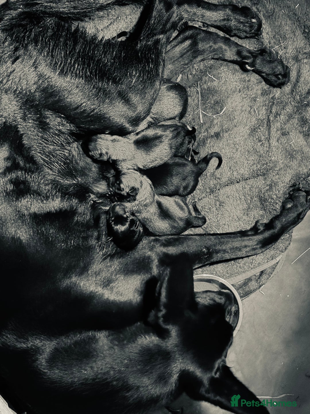 Belgian Shepherd Dog dogs for sale: Malinois Pups. Intentionally Bred as family dogs - Advert 19