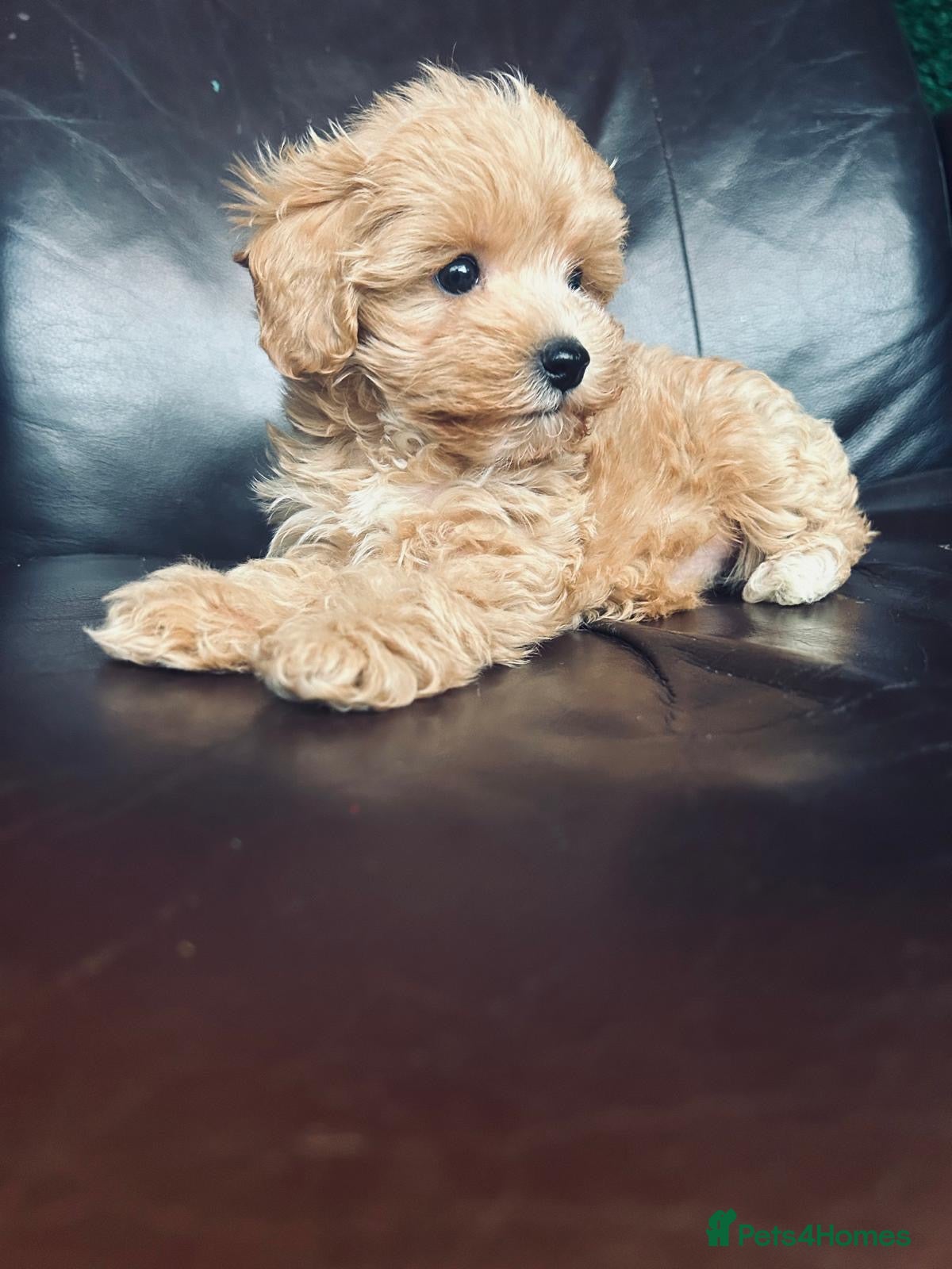 Maltipoo dogs Miniature Maltipoo Puppies - Advert 7