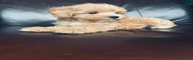 Maltipoo Puppy 5