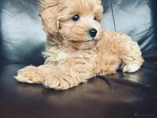 Maltipoo dogs Miniature Maltipoo Puppies - Advert 7