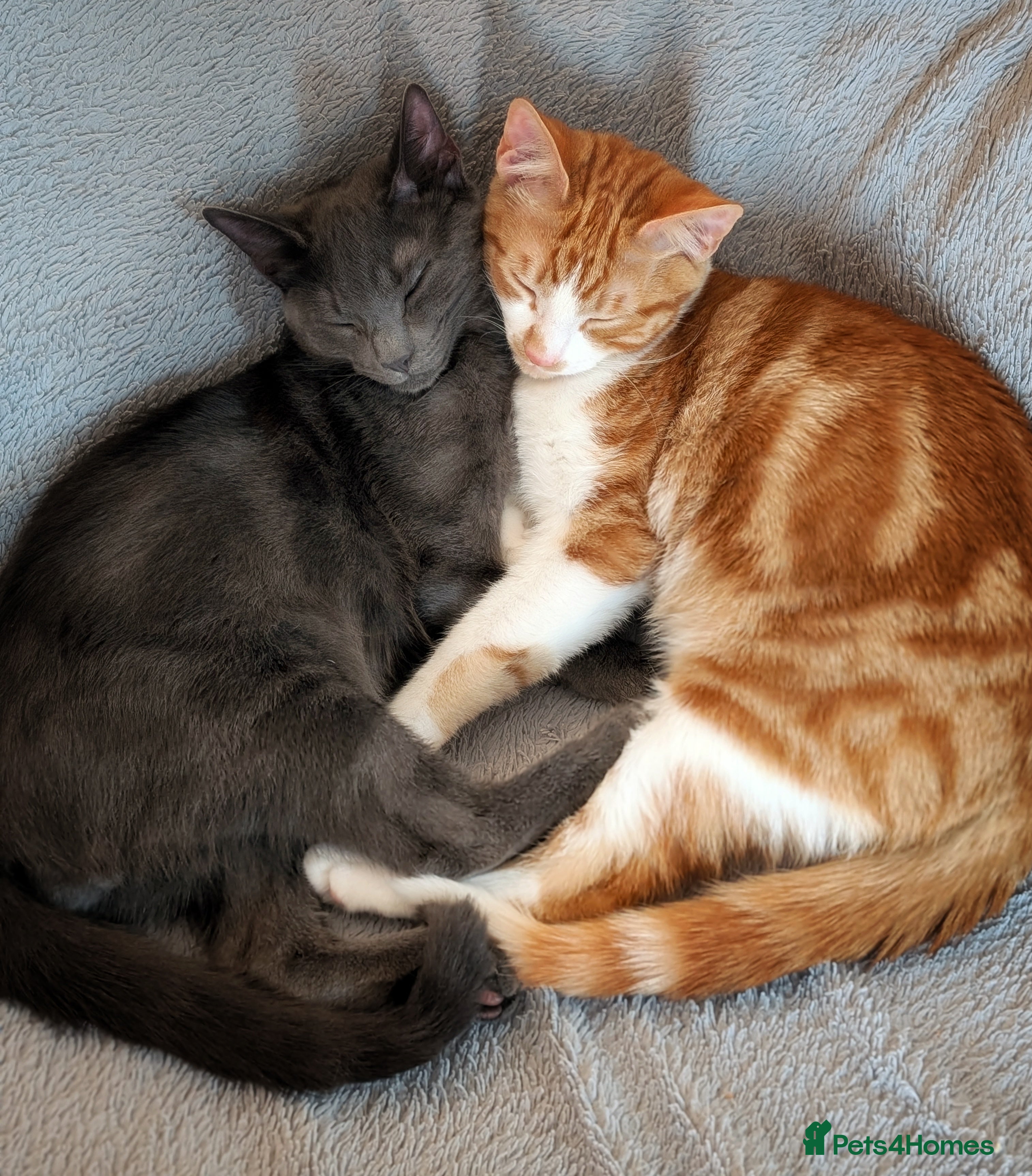 Mixed Breed cats Heartbreakingly Reluctant Sale -Beautiful Brothers - Advert 1