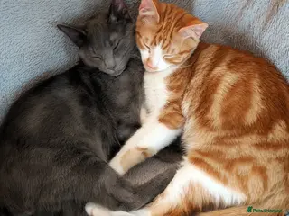 Mixed Breed cats Heartbreakingly Reluctant Sale -Beautiful Brothers - Advert 1