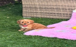 Cavapoo dogs for sale: *red cavapoos one boy left* - Image 8