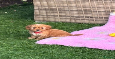 Cavapoo dogs - Advert 4