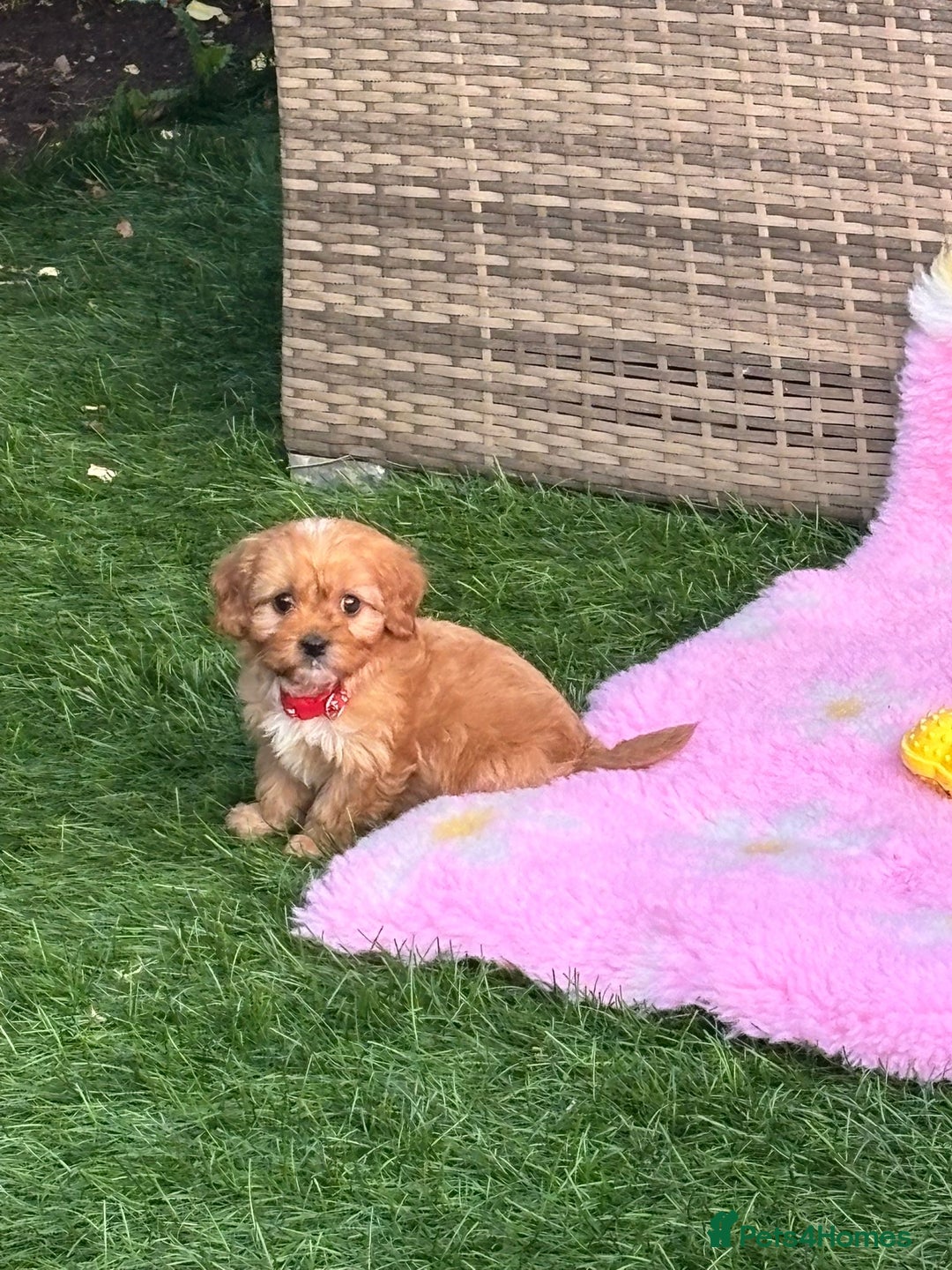 Cavapoo dogs for sale: *red cavapoos one boy left* - Image 8