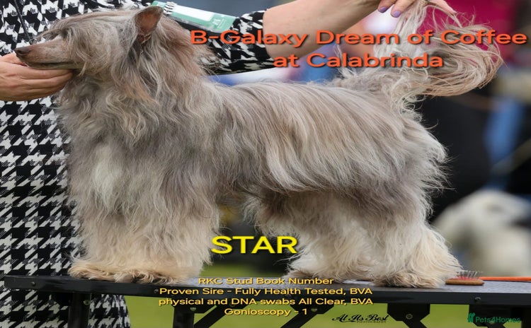 Chinese Crested dogs 2 Chinese Crested boys - Advert 7