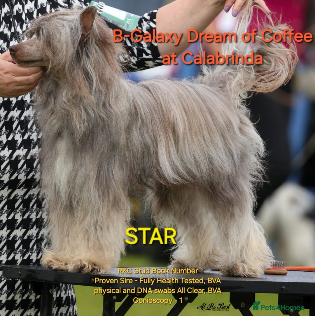 Chinese Crested dogs for sale: 3 Chinese Crested Powder Puff boys - Image 8