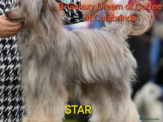 Chinese Crested dogs 2 Chinese Crested boys - Advert 6