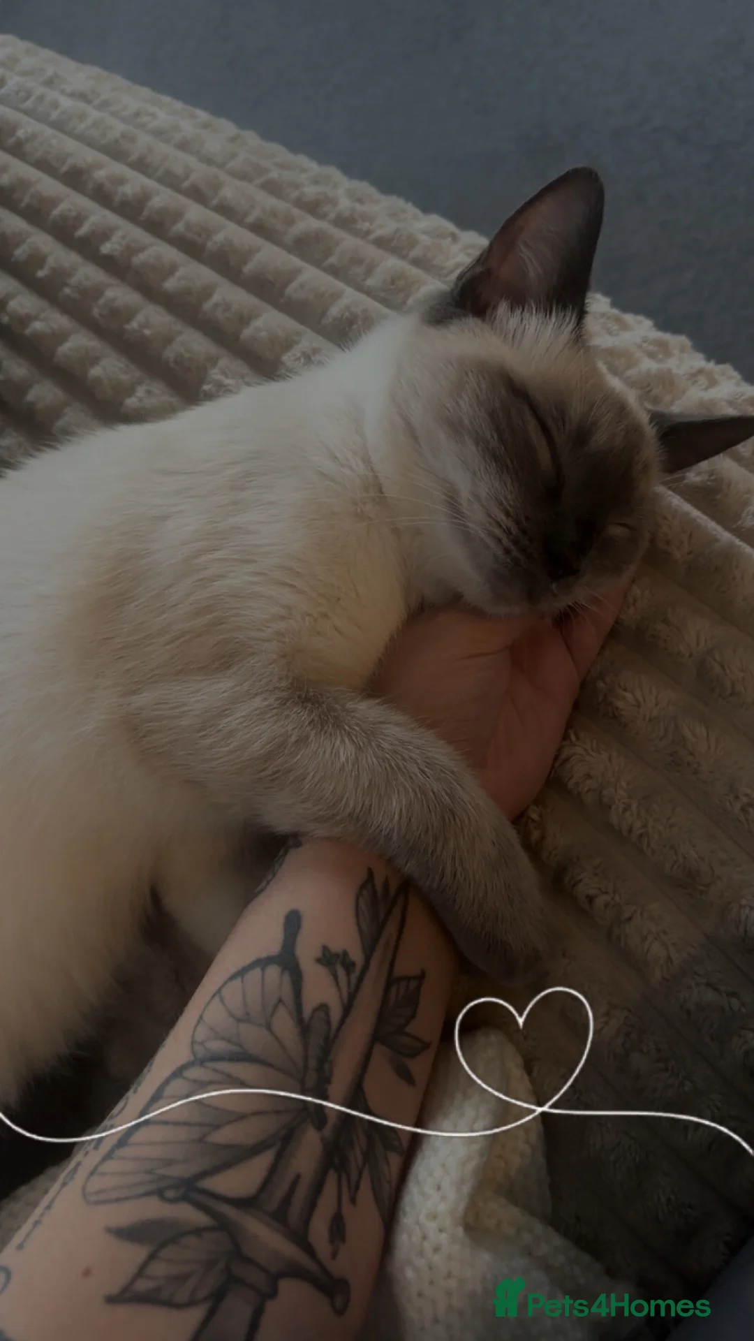 Mixed Breed cats for sale: 1 year old ragdoll and ginger tabby  in Hatfield - Advert 13
