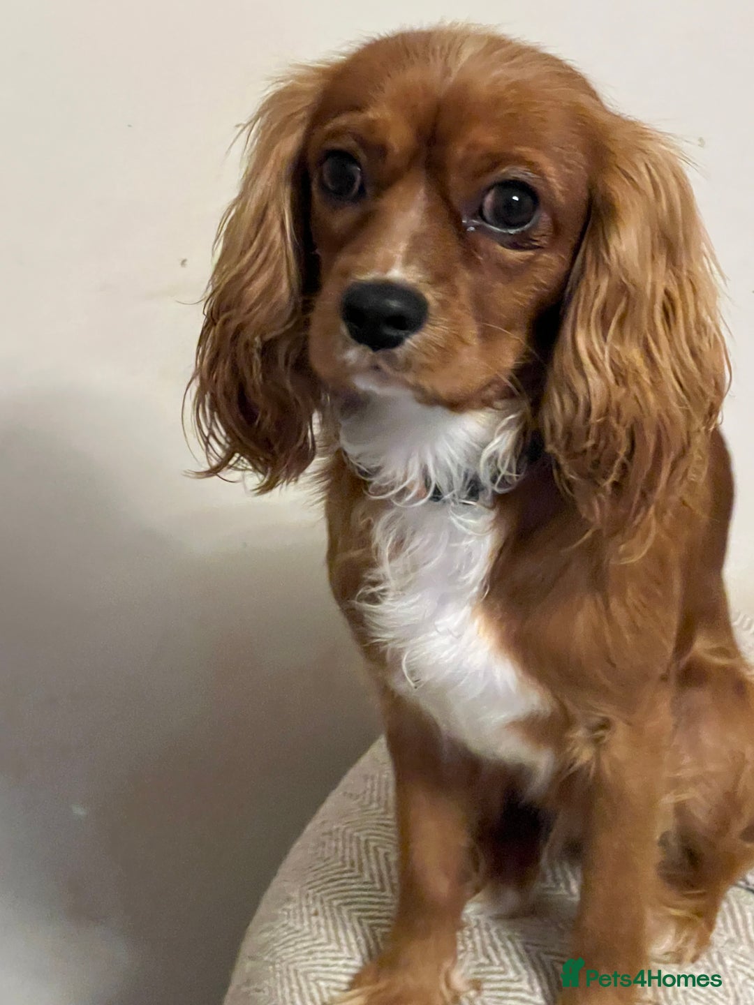 Cavalier King Charles Spaniel dogs for stud: STUD Cavalier King Charles Spaniel Stud  - Advert 4