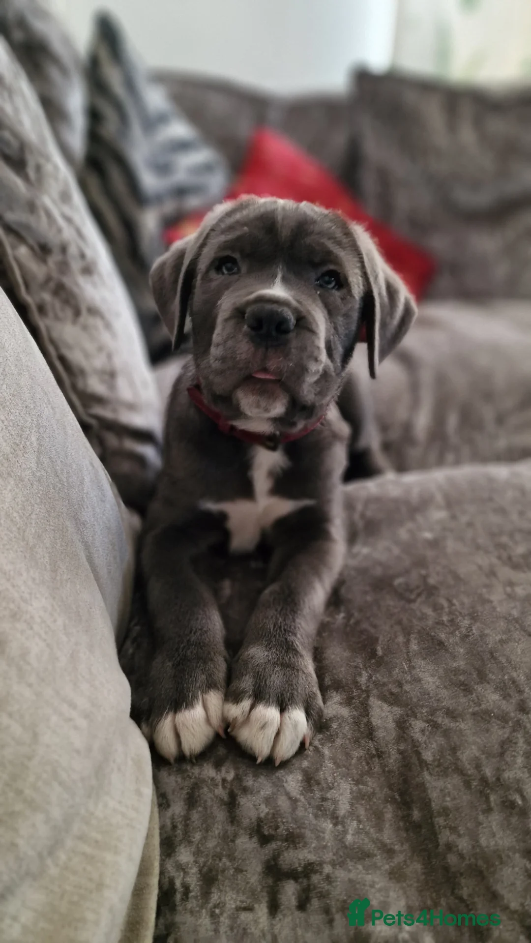 Cane Corso dogs for stud: For Stud in Wallsend - Advert 2