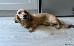 Miniature Dachshund dogs for sale: Long haired miniature dachshund  - Image 2