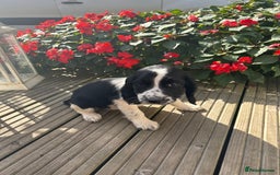 Cocker Spaniel dogs for sale: Cocker spaniel puppies - Image 24