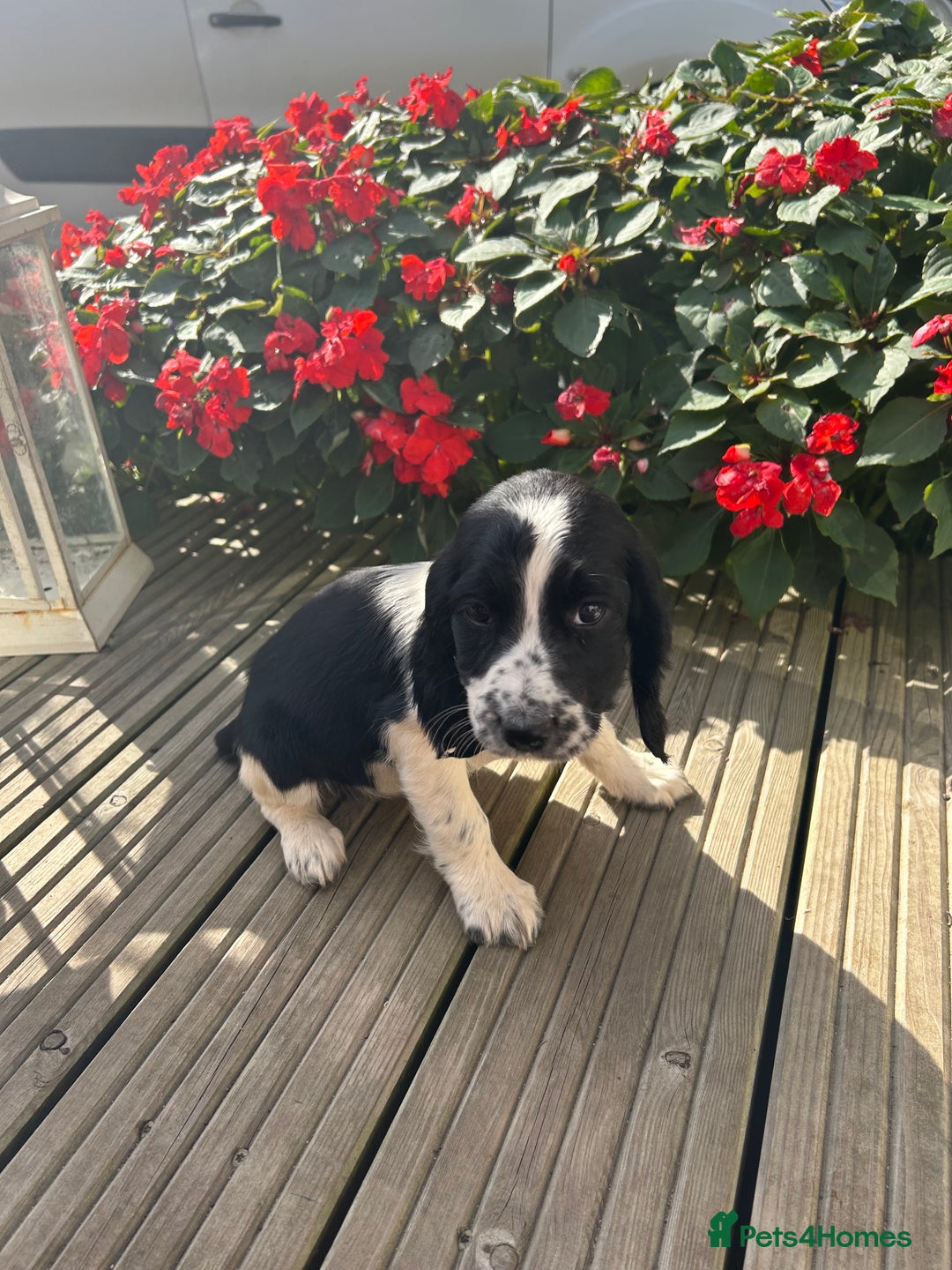 Cocker Spaniel dogs for sale: Cocker spaniel puppies - Image 24