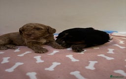Cockapoo dogs for sale: Adorable cockapoo puppies for sale  - Image 25