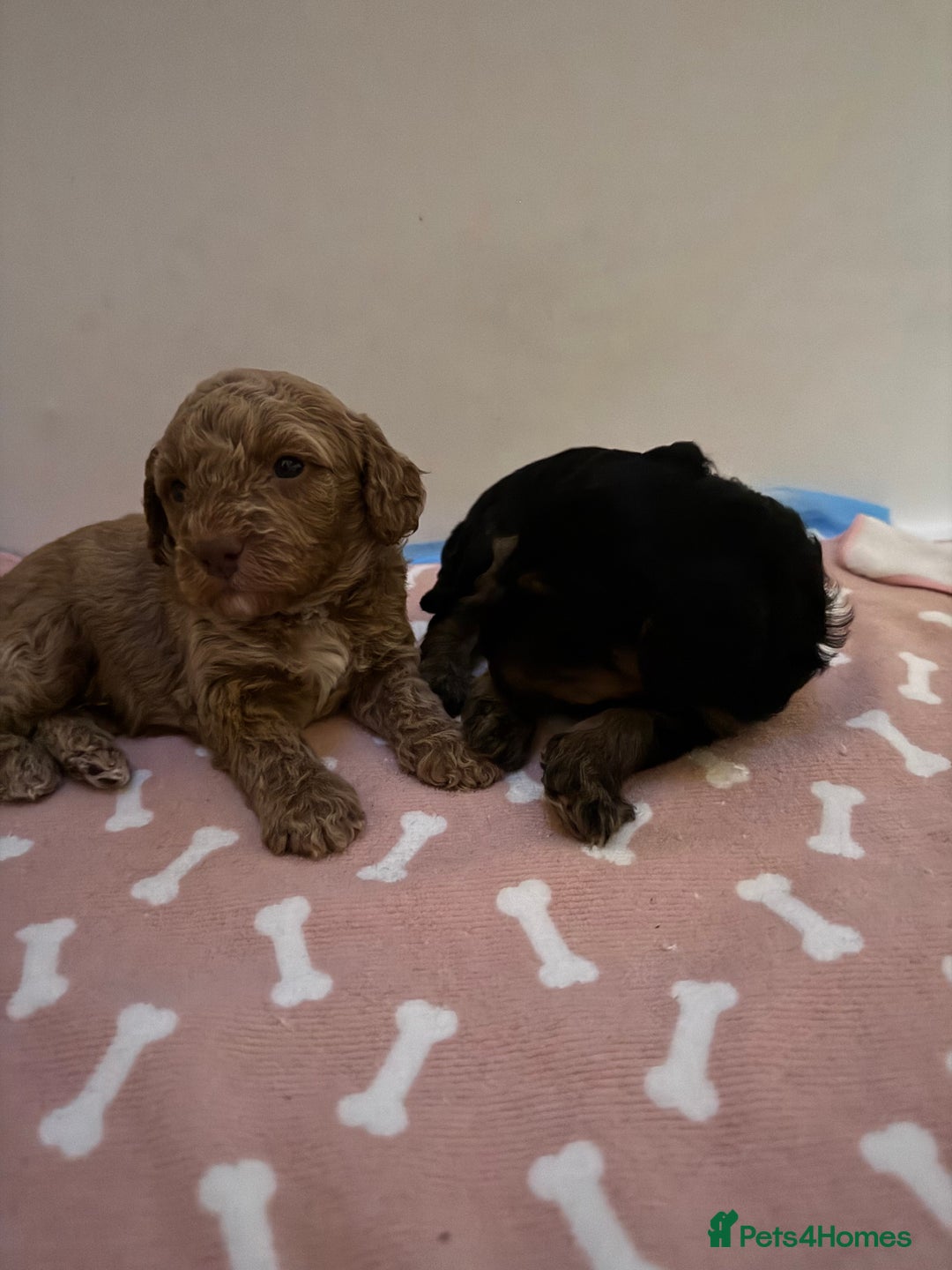 Cockapoo dogs for sale: Adorable cockapoo puppies for sale  - Image 25