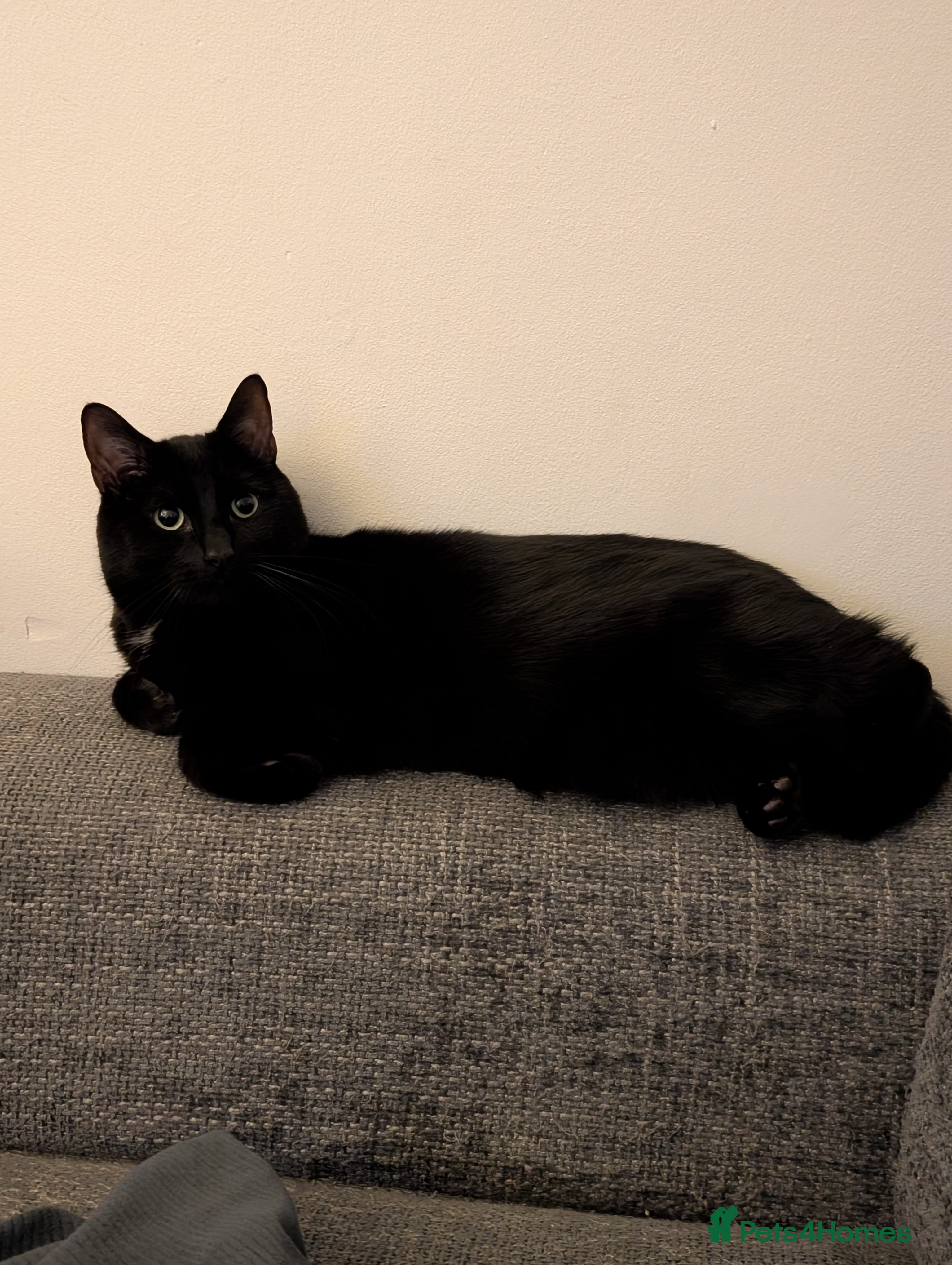 Domestic Shorthair cats Black male  - Advert 1