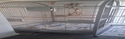 Macaws birds for sale: Blue & gold macaw  in Liverpool - Advert 9