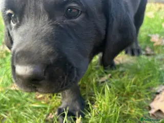 Labrador Retriever dogs Last Boy Remaining!! - Advert 15