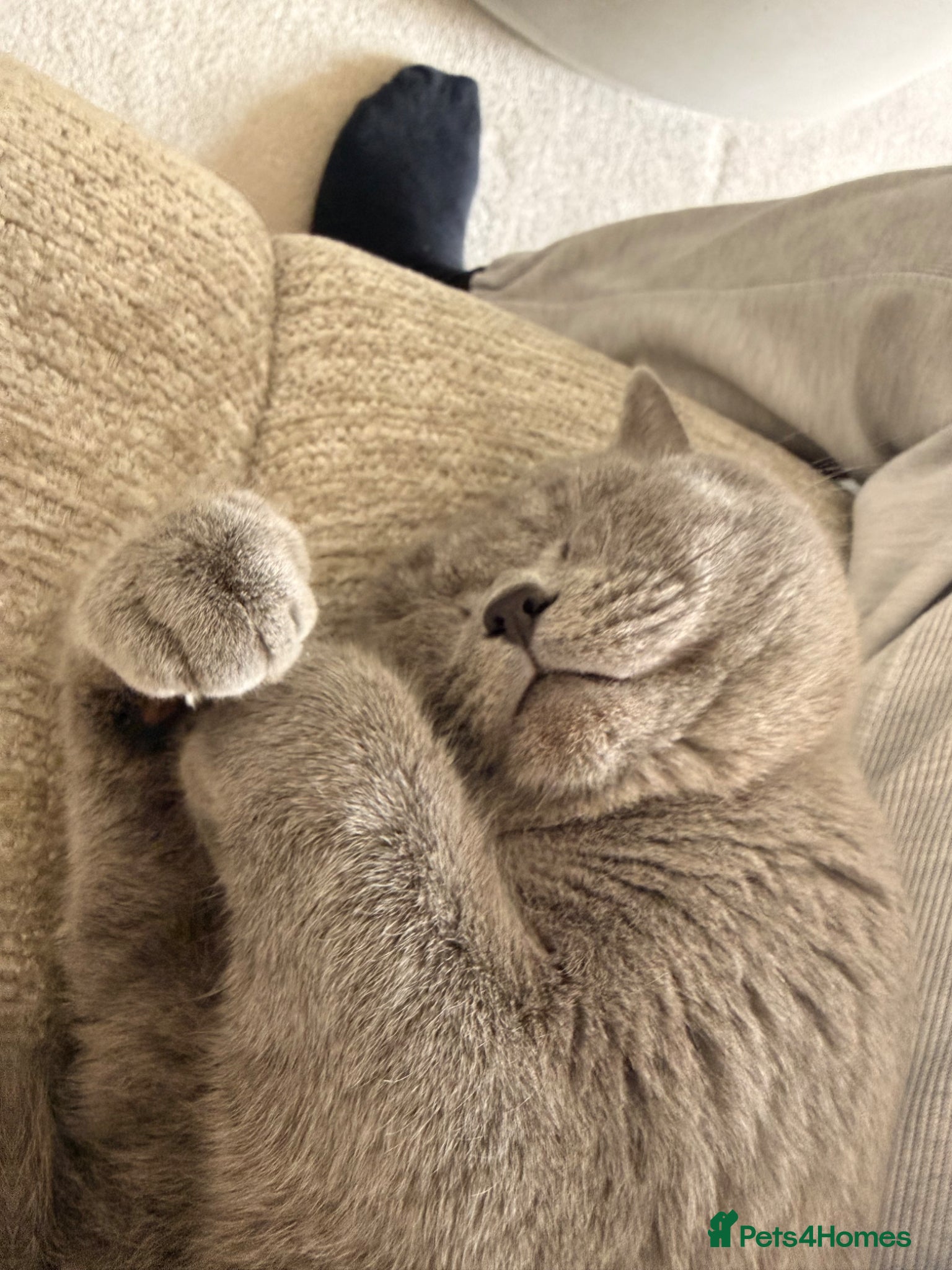 British Shorthair cats for sale: Male British Shorthair for sale  - Advert 4