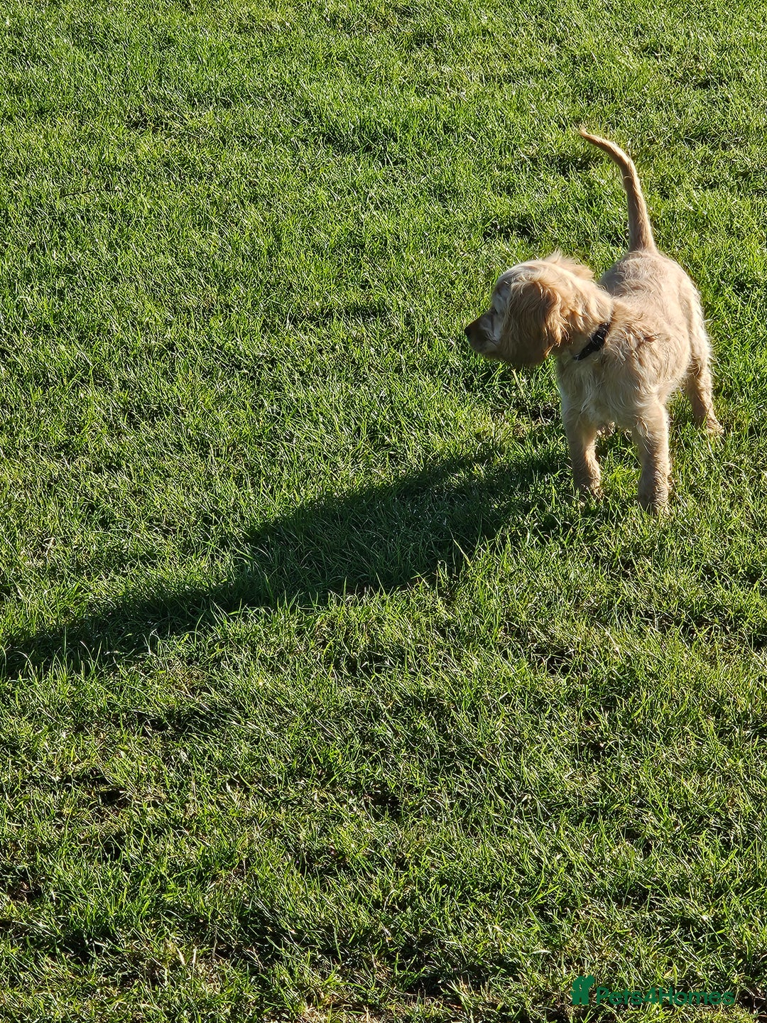 Cockapoo dogs for sale: Cockerpoo  - Image 5