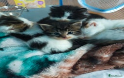 Mixed Breed cats for sale: Four lovely fluffy kittens  - Image 3