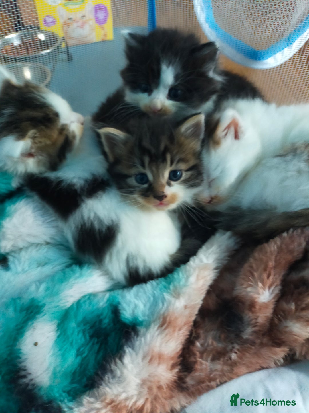 Mixed Breed cats for sale: Four lovely fluffy kittens  - Image 3