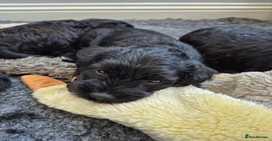 Miniature Schnauzer dogs - Advert 4