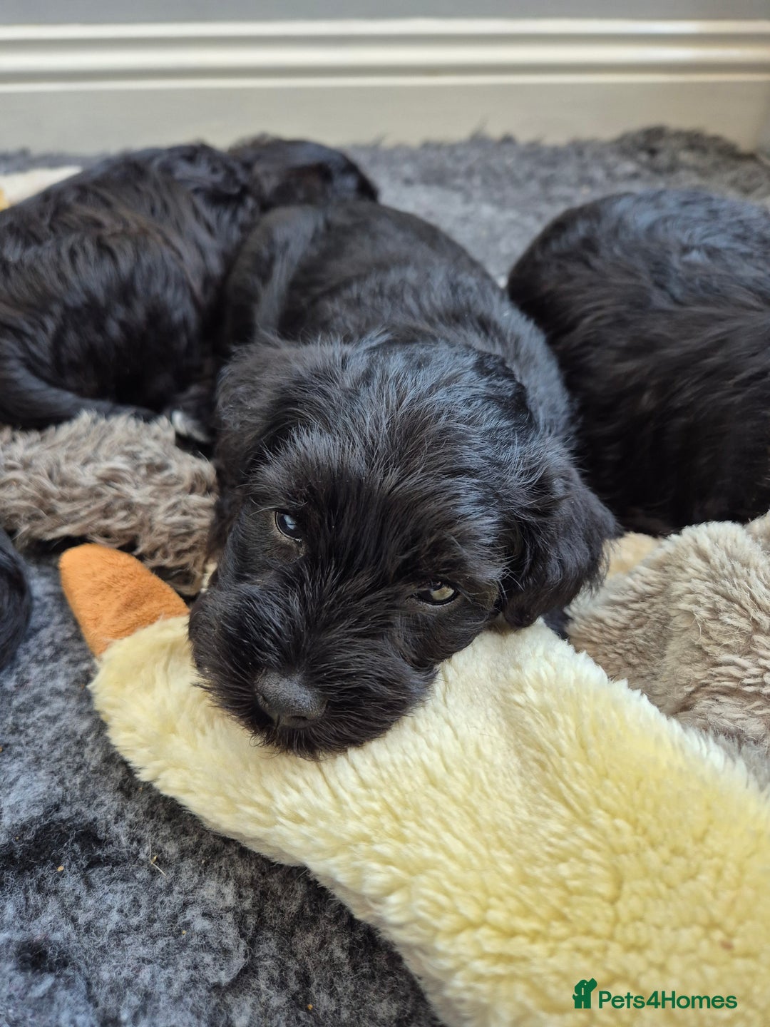 Miniature Schnauzer dogs for sale: Adorable KC Reg Miniature Schnauzer Puppies - Image 3